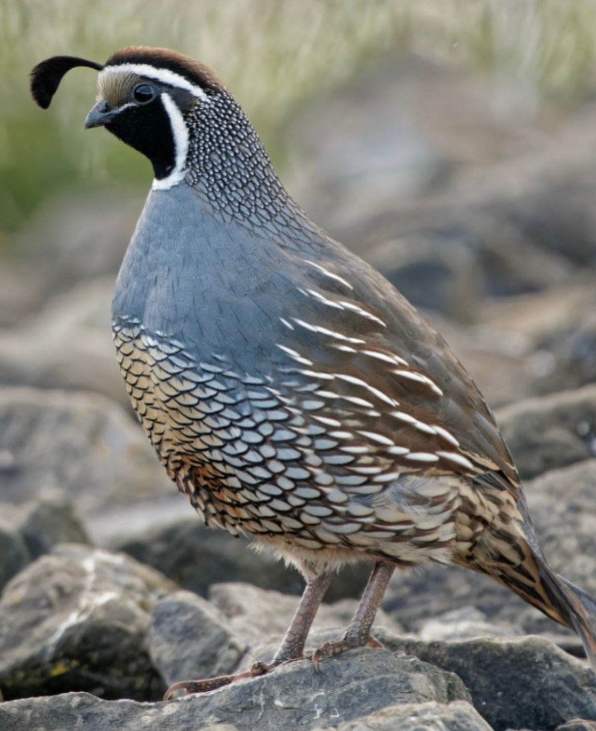 California Quail