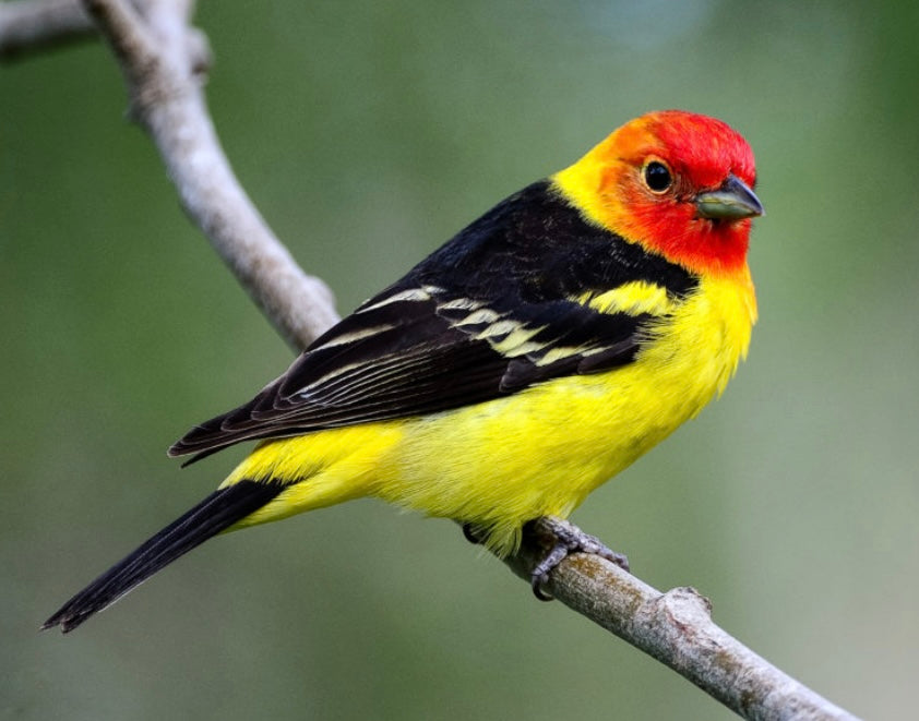 Western Tanager