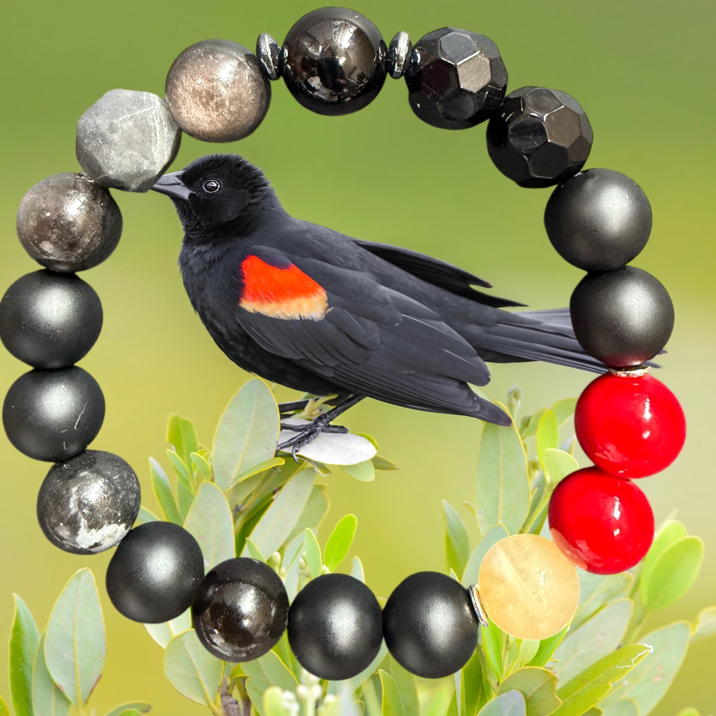 Red-winged Blackbird