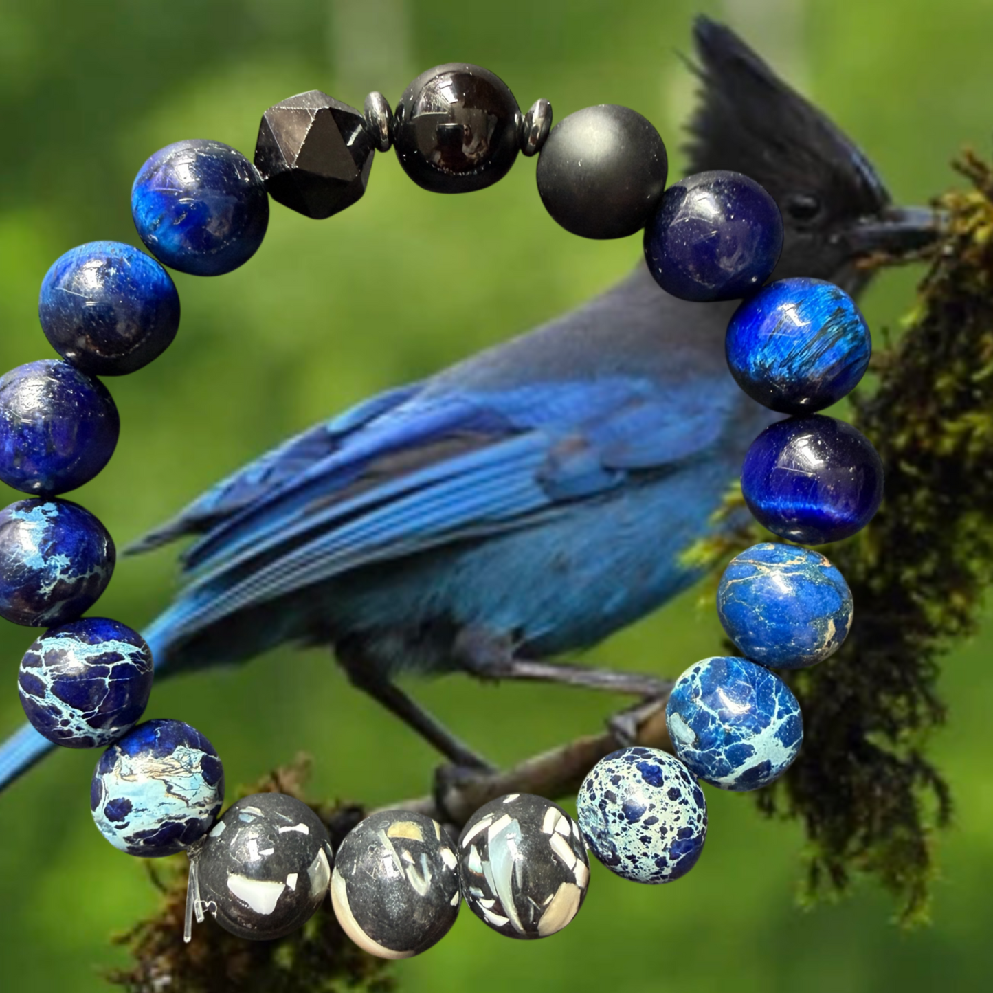 Steller’s Jay