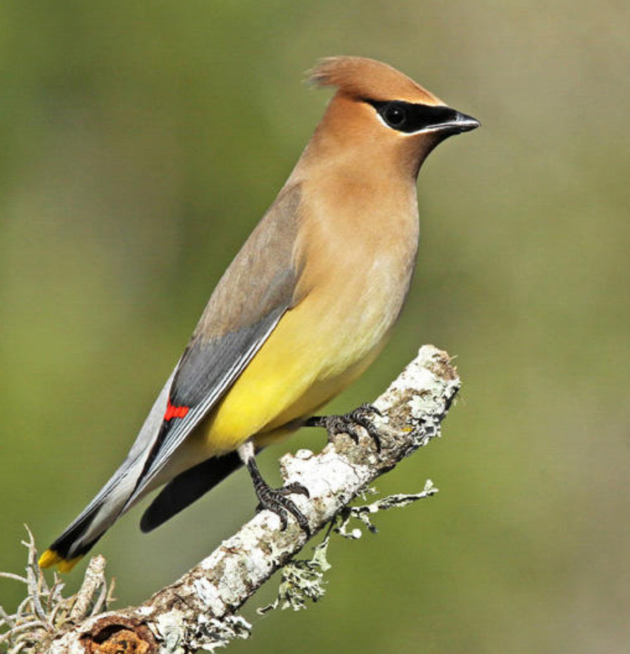 Cedar Waxwing