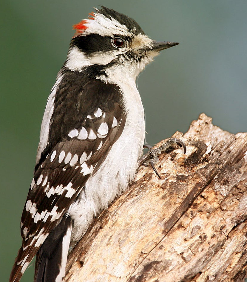 Downy Woodpecker