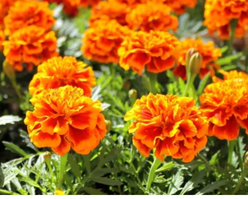 Marigold