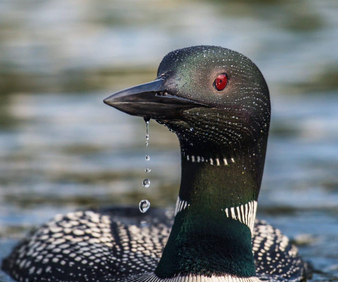 Loon