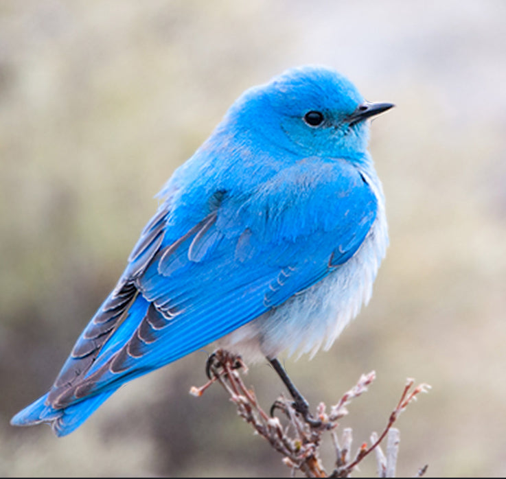 Mountain Bluebird