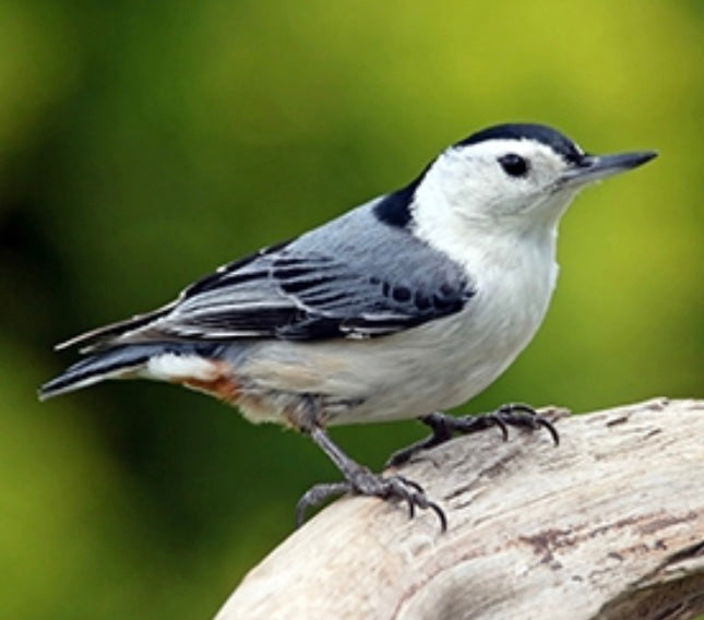 White-breasted nuthatch