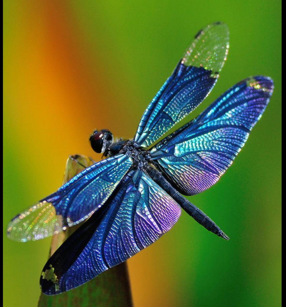 Dragonfly