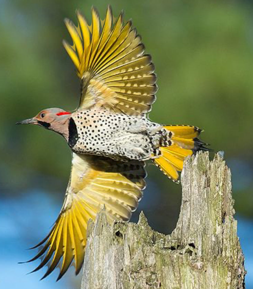 Northern Flicker (yellow shaft)