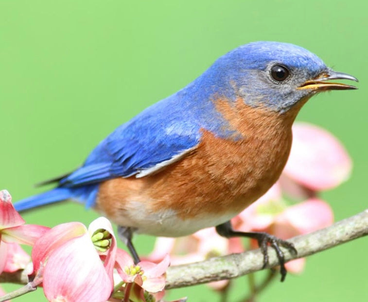 Eastern Bluebird