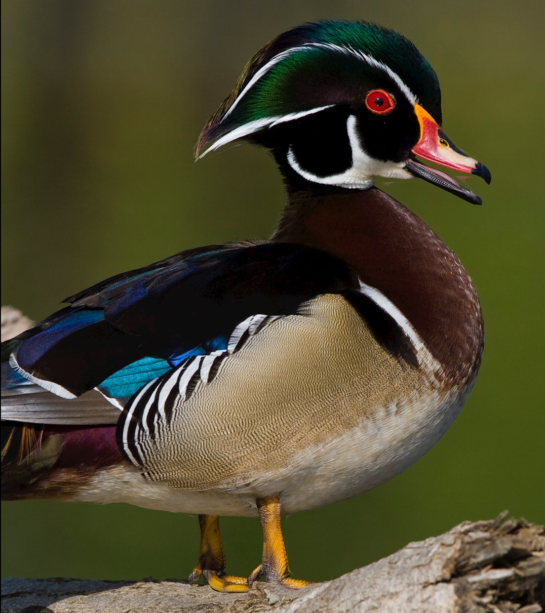 Wood duck