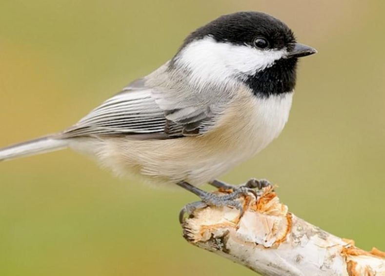 Black Capped Chickadee