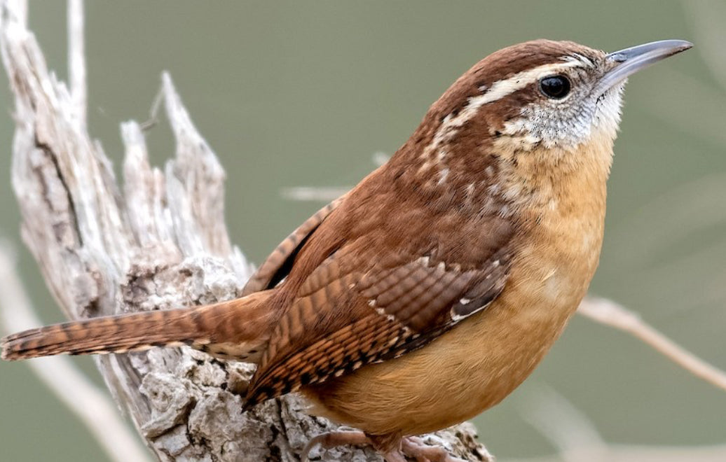 Carolina Wren