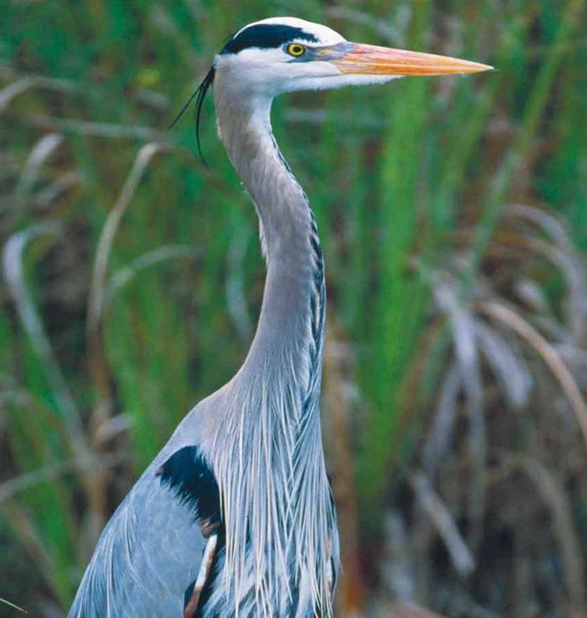 Blue Heron