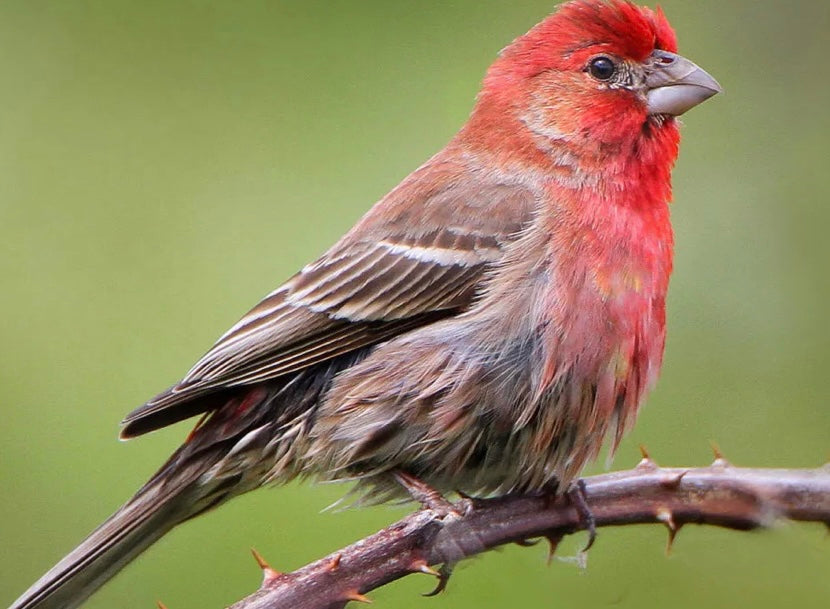 House Finch