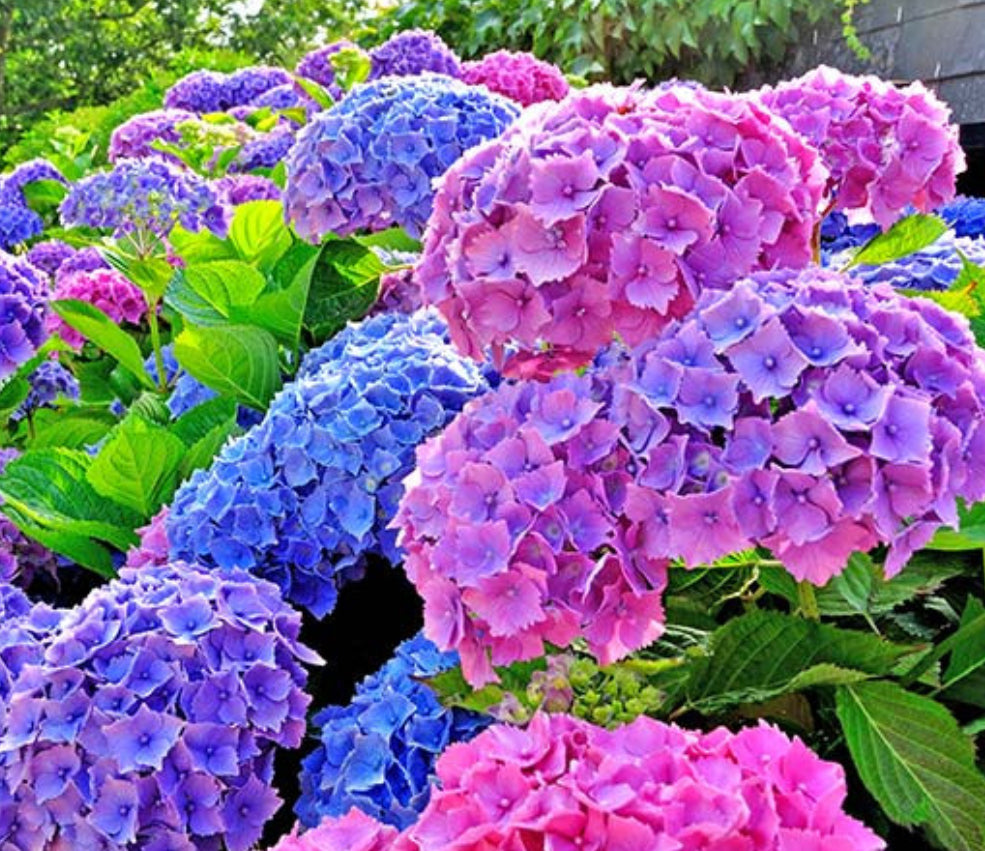 Hydrangea