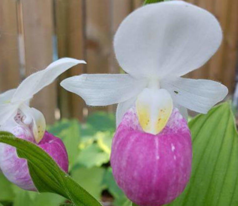 Pink Lady's Slipper