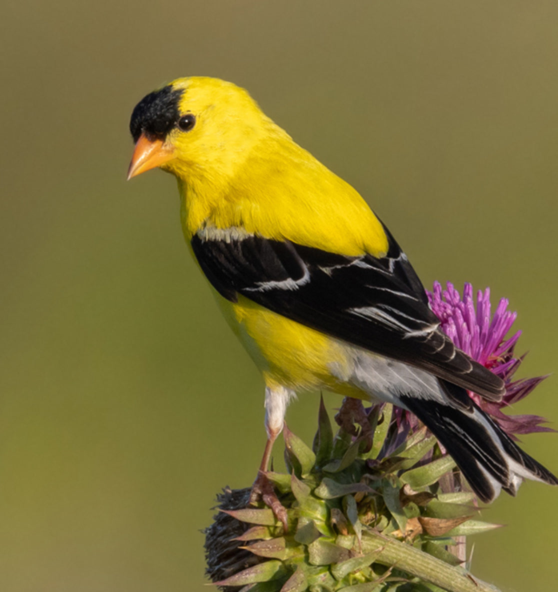 Goldfinch