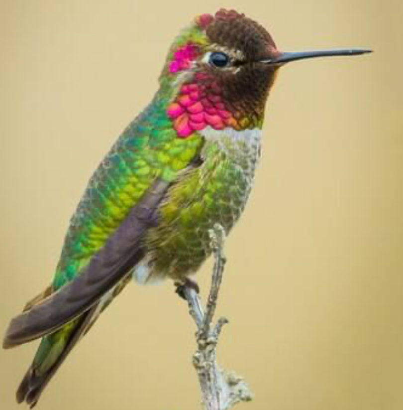 Anna’s Hummingbird