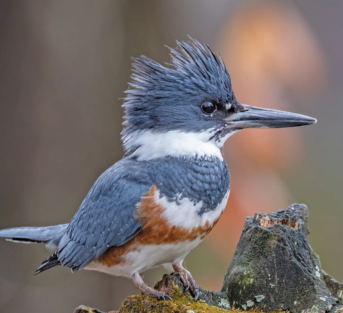 Belted Kingfisher