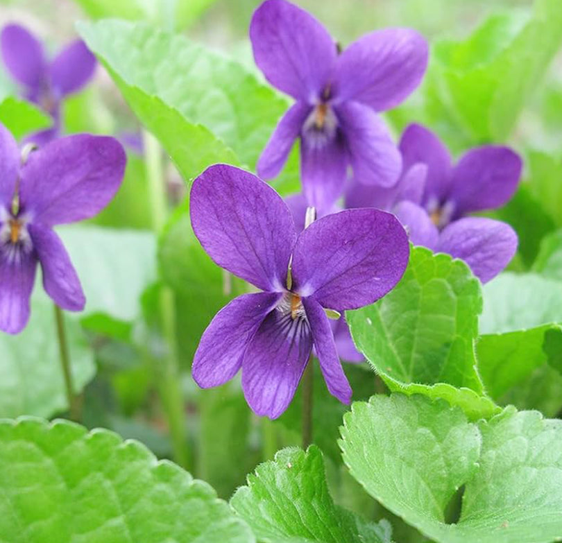 Wood Violet