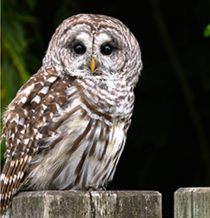 Barred Owl