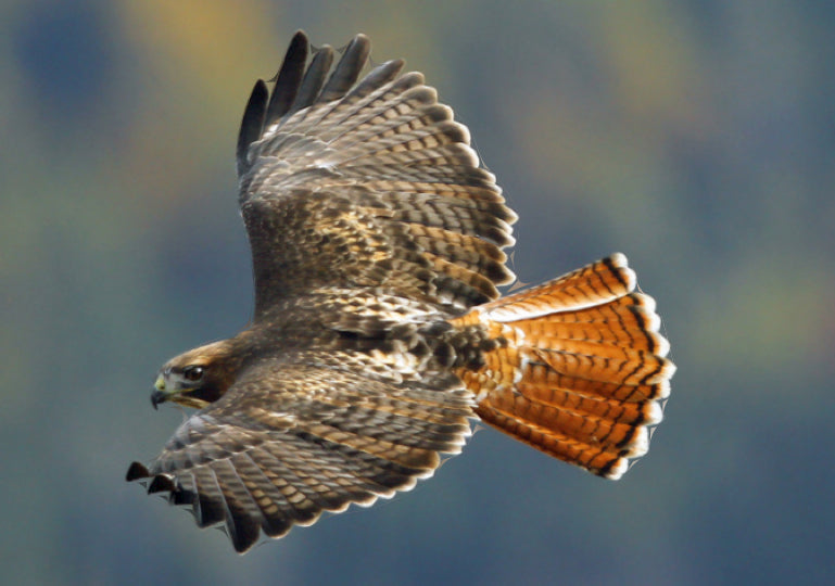 Red Tailed Hawk