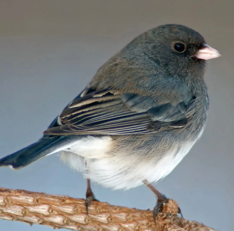 Dark-Eyed Junco