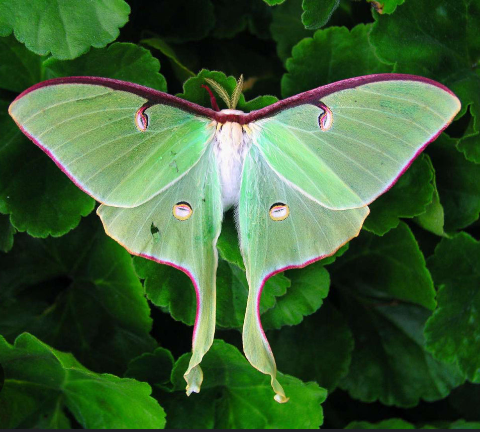 Luna Moth