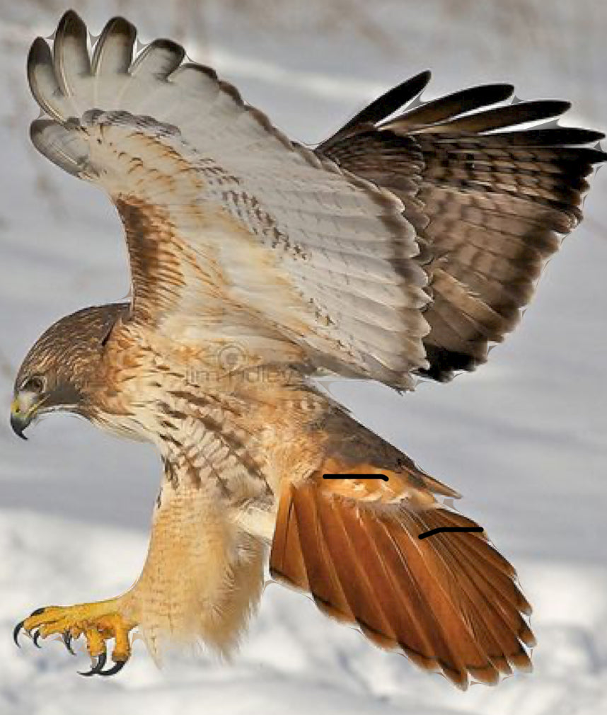 Red Tailed Hawk