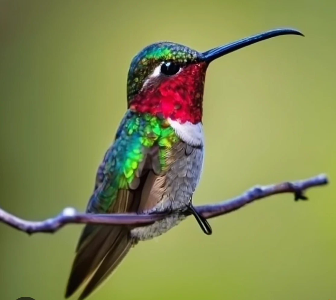 Ruby throated hummingbird (red throat)