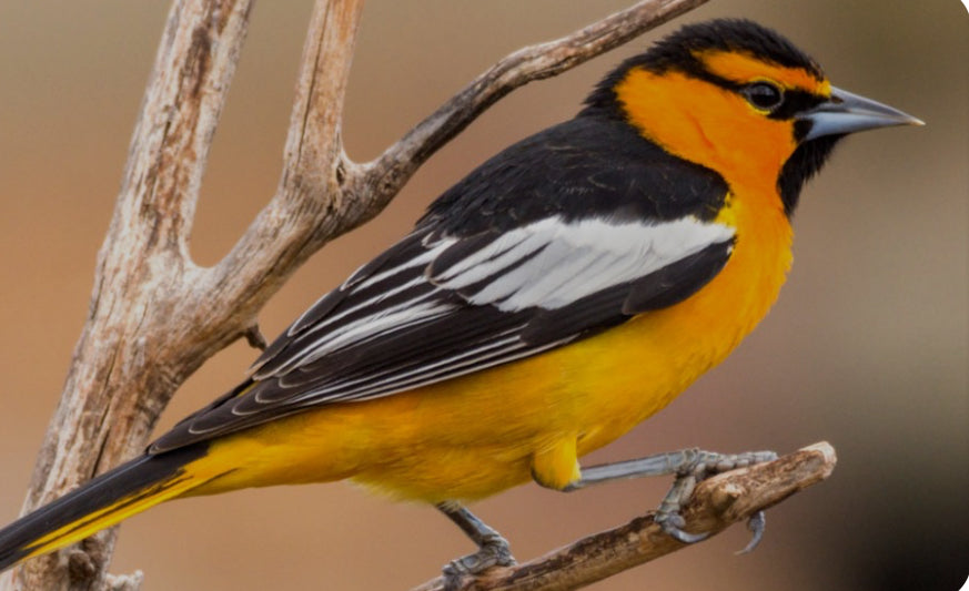 Bullock’s Oriole