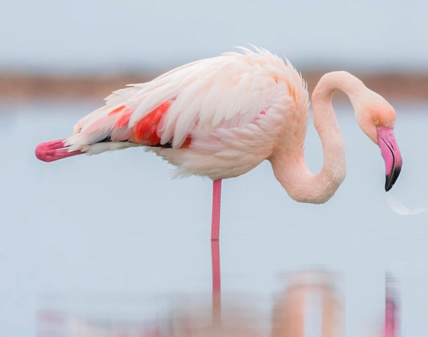 Flamingo