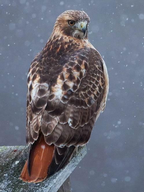 Red Tailed Hawk