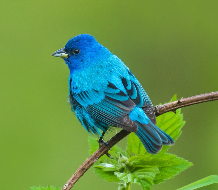 Indigo Bunting