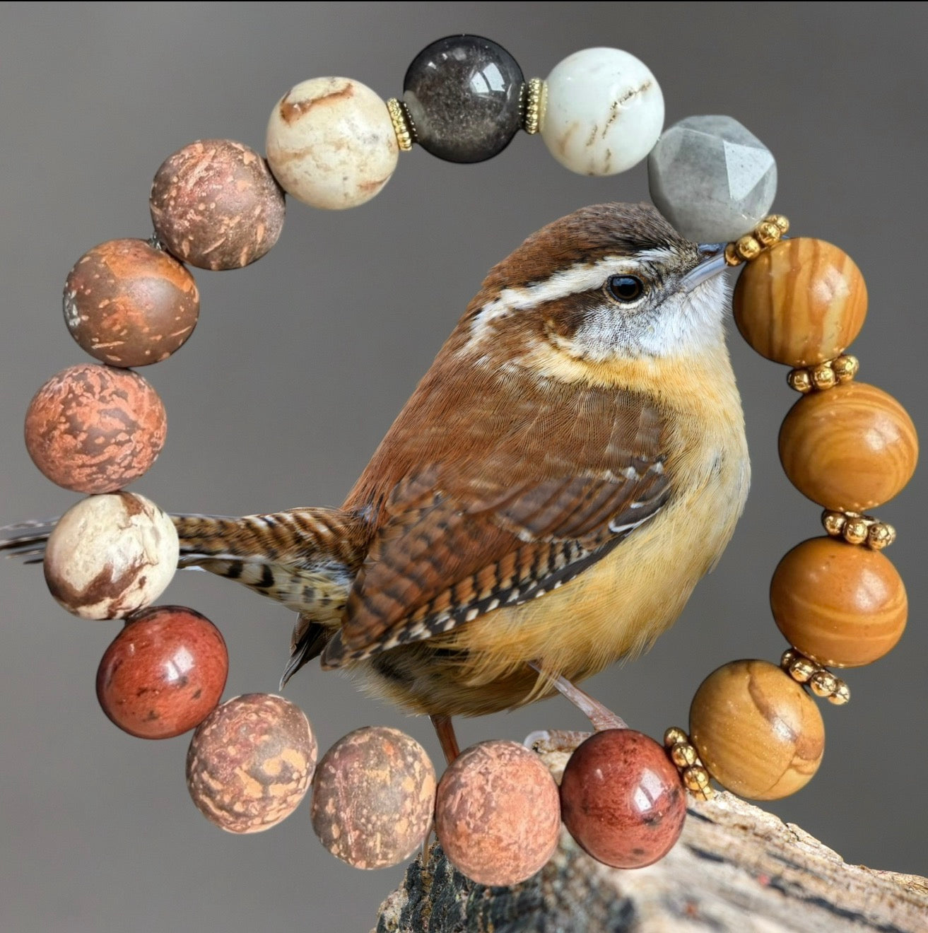 Carolina Wren