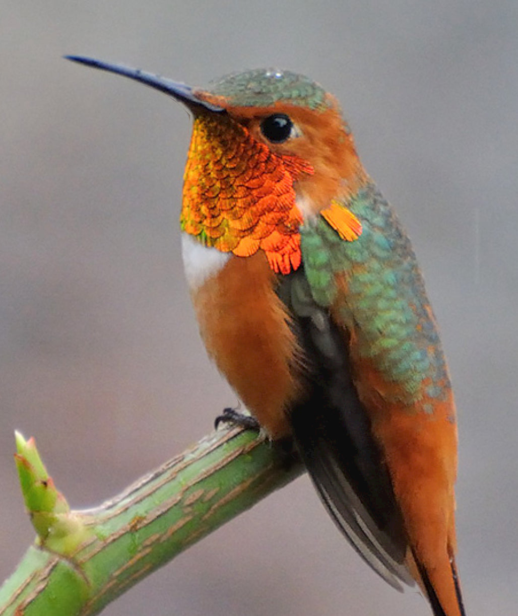 Rufous Hummingbird