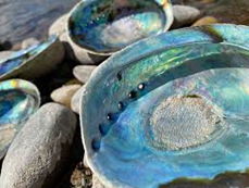 Abalone Shell