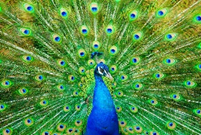 Peacock