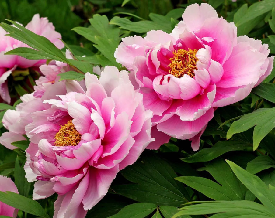 Peony