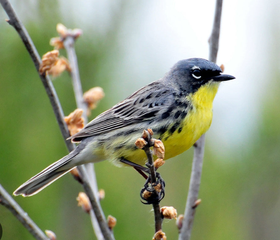 Kirtland’s Warbler