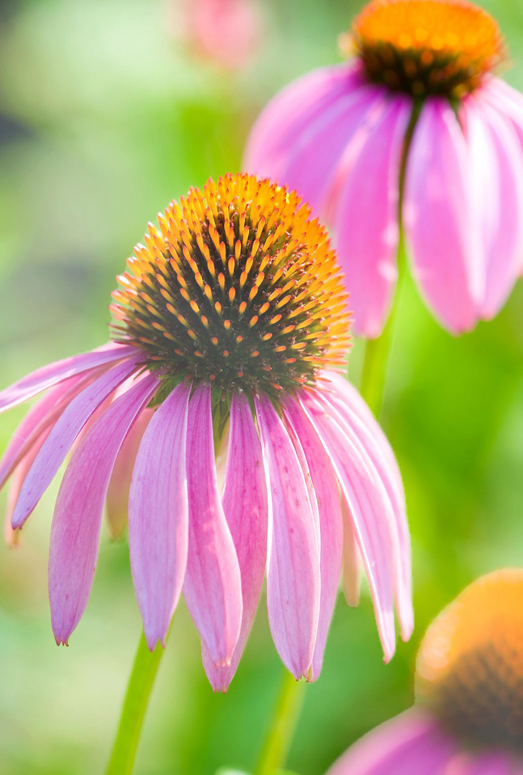 Cone flower