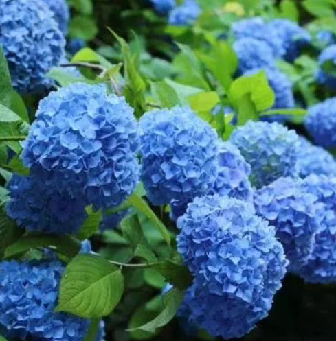 Hydrangea