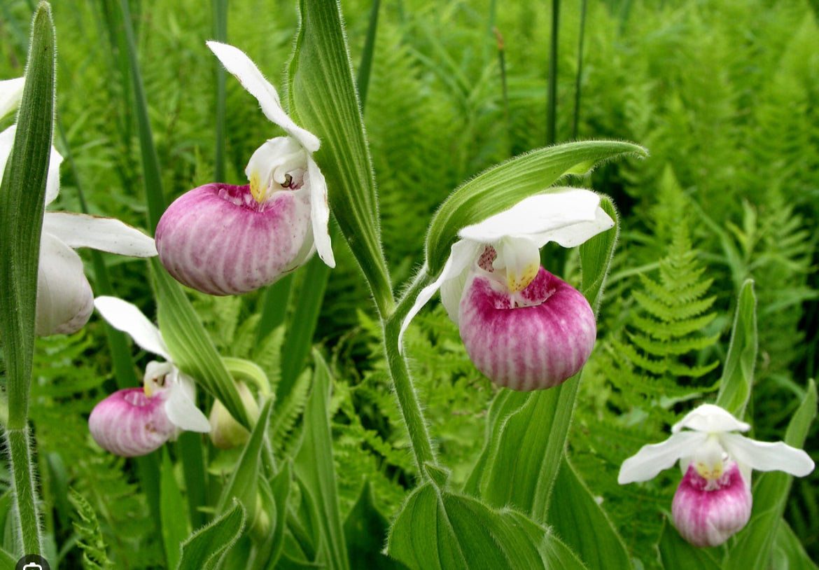 Pink Lady's Slipper