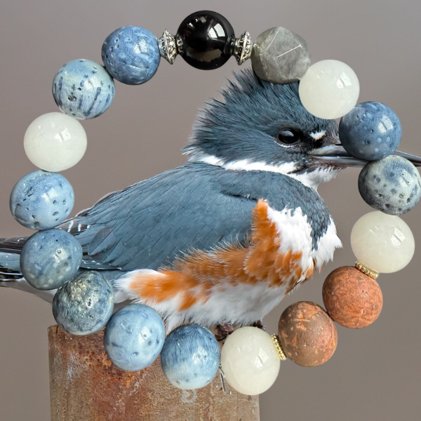 Belted Kingfisher