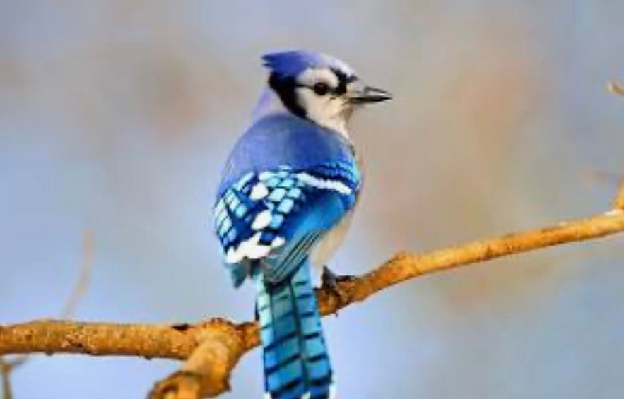 Blue Jay