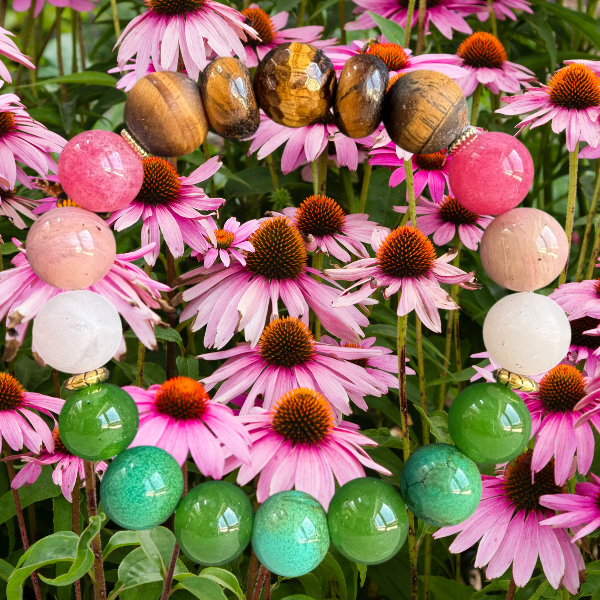Coneflower
