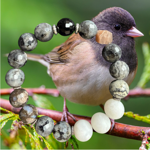Dark-Eyed Junco