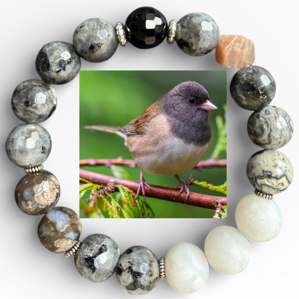 Dark-Eyed Junco