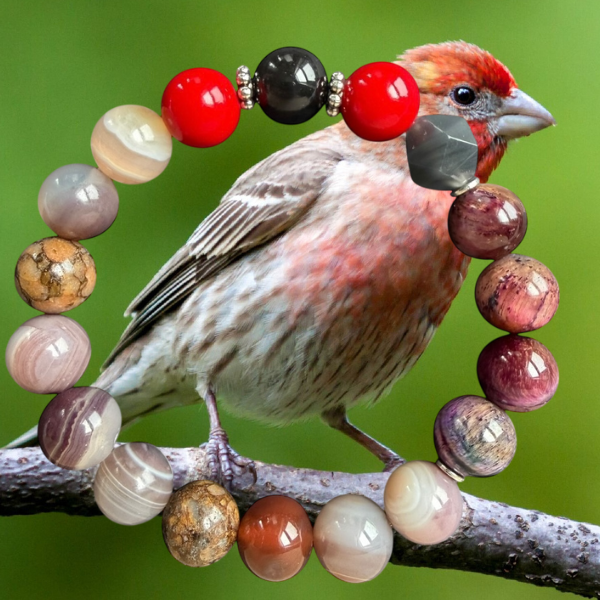 House Finch