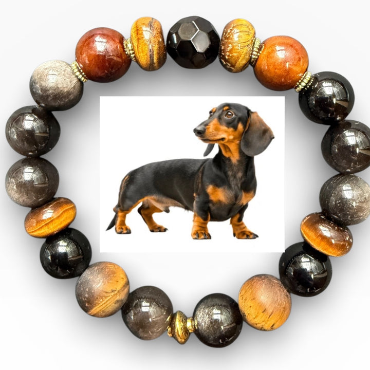 Dachshund